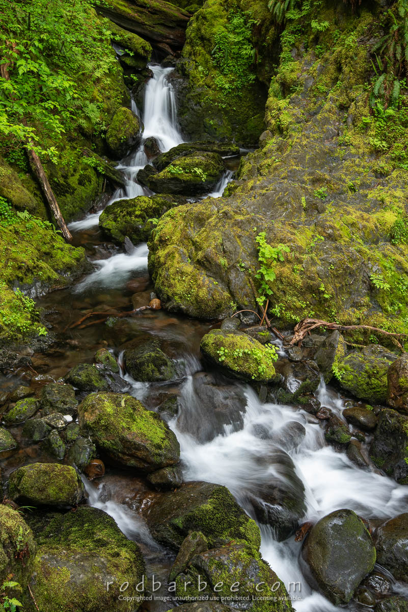 Bunch Creek Falls, Olymic National Park. Along the South Shore Quinault River Road.
