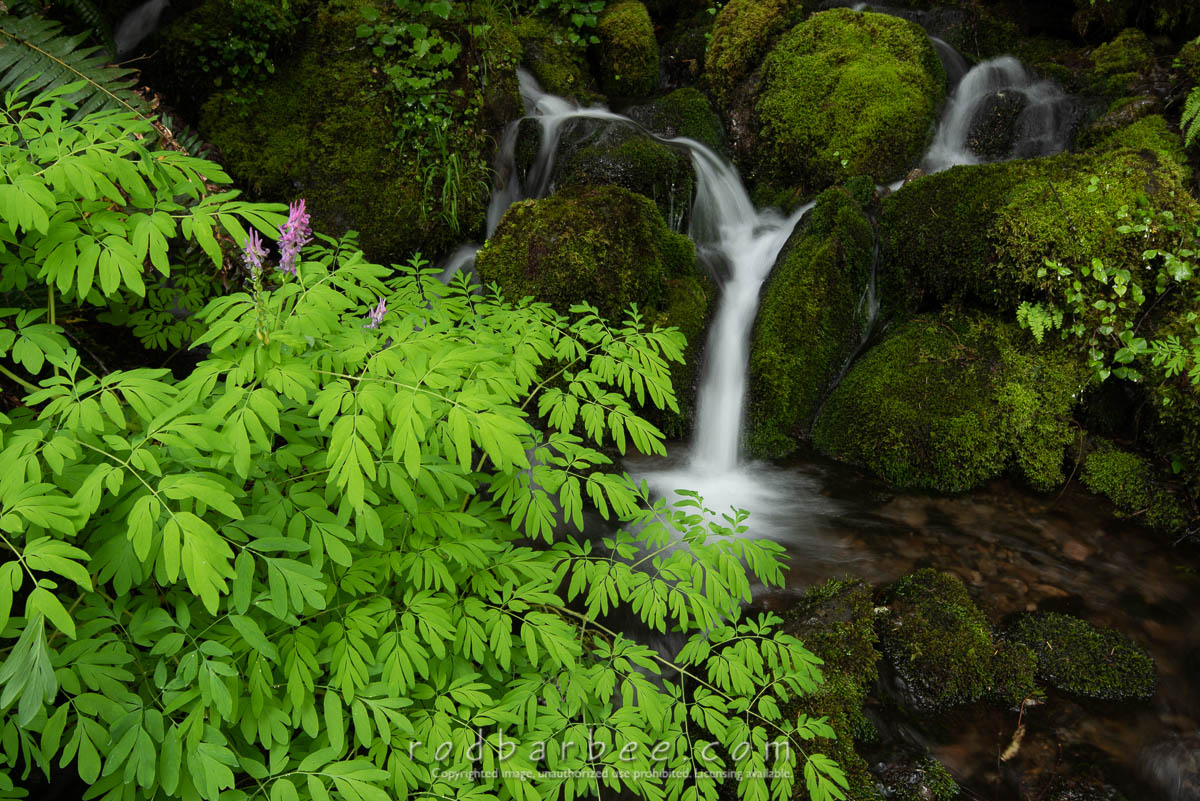 Small stream near Bunch Creek Falls