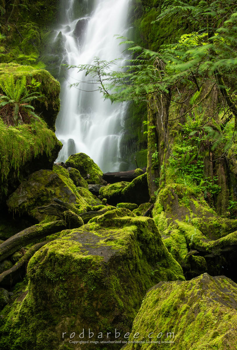 Merriman Falls, Olyimpic National Forest. Quinault rain forest. WA