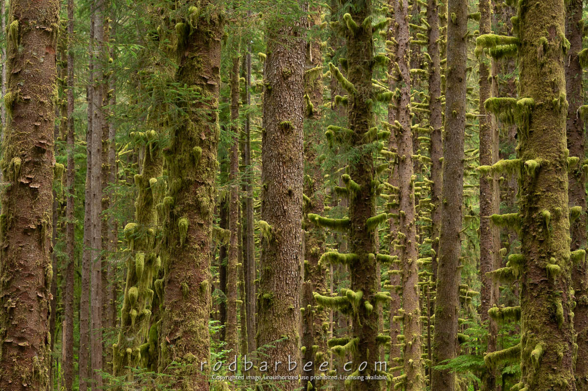 "The Black Forest" Nature Conservancy site just outside Olympic National Park on the Upper Hoh Road.