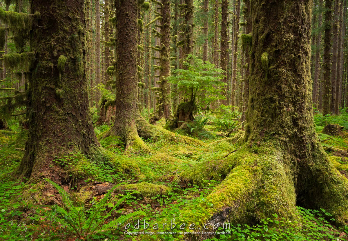 "The Black Forest" Nature Conservancy site just outside Olympic National Park on the Upper Hoh Road. Saturday July 17.