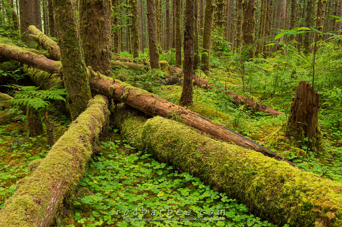 The "Black Forest" along the Hoh Road outside of Olymic National Park.
