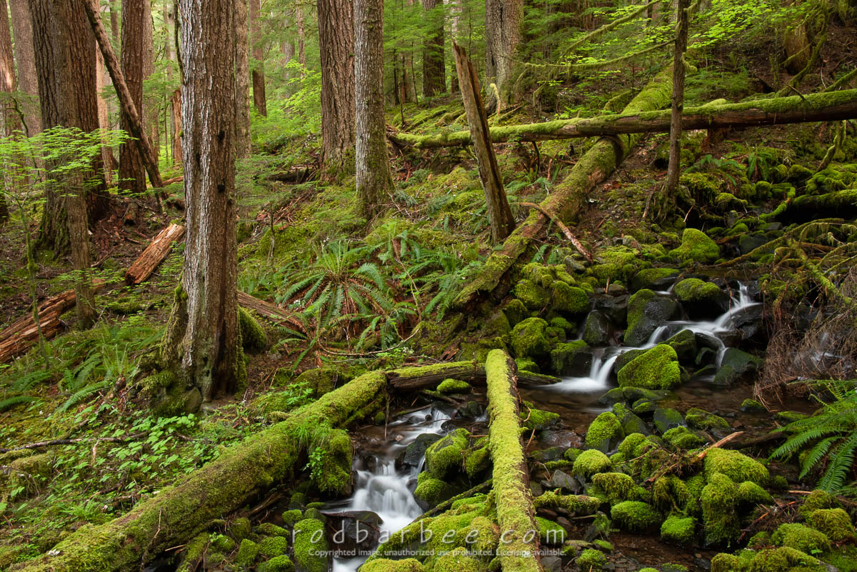 Small stream along the Sol Duc Trail.