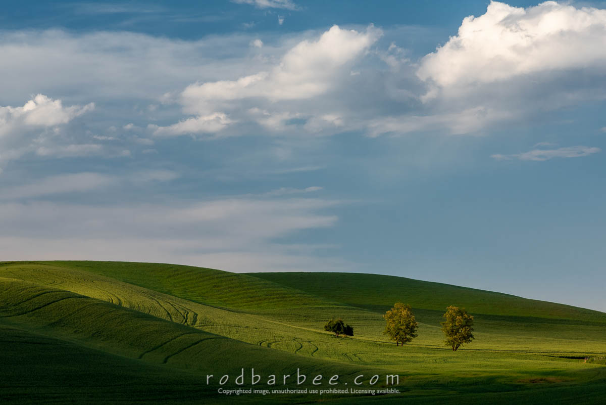 Three trees on Cashup Flats Road