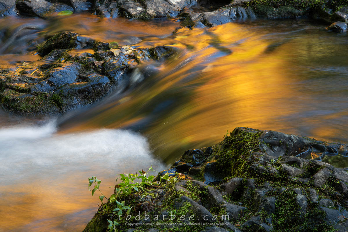 Autumn reflections in Silver Falls State Park