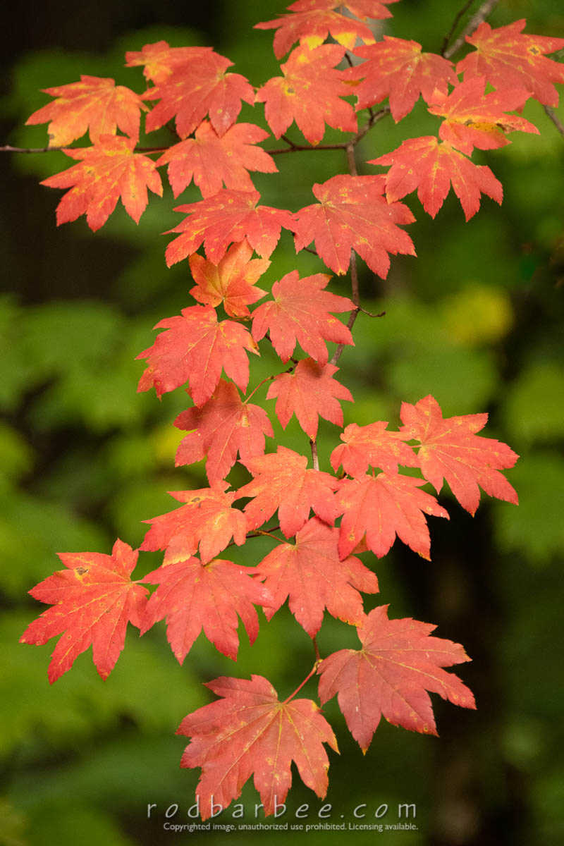 Vine maple, Silver Falls State Park, OR