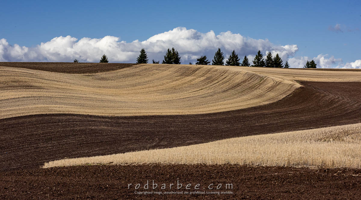 Palouse in the fall