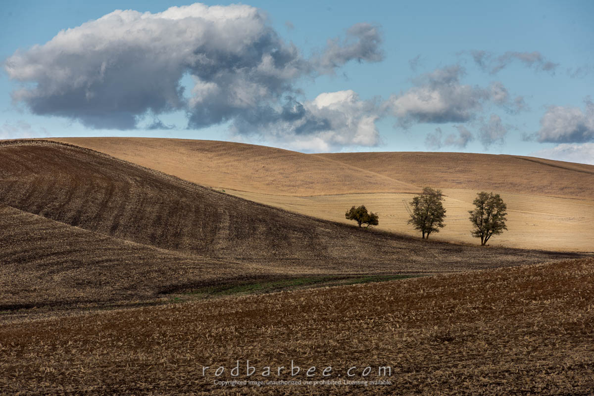Palouse in the fall
