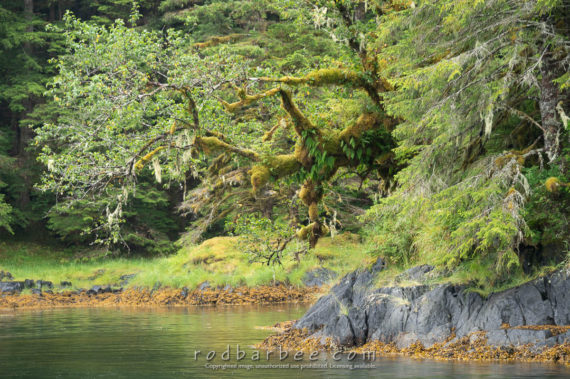 Remote shoreline in Sitka Sound.