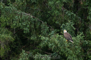 Bald eagle in a tree. Sitka, AK