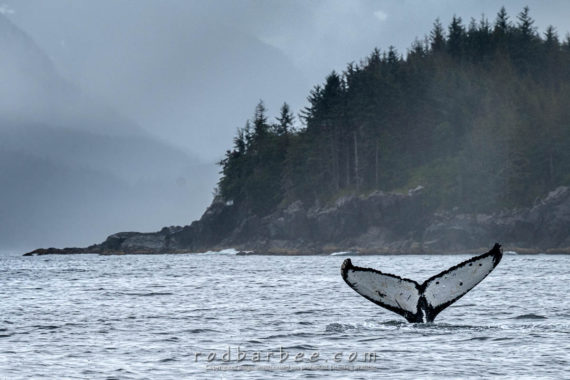 Humpback whale in Sitka Sound.