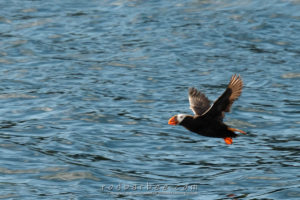 Tufted puffin in flight near St. Lazarius Island in Sitka Sound. Sitka, AK.