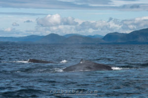 Humpback whale cow and calf, Sitka Sound, Sitka, AK
