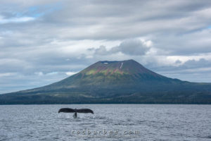 Humpback whale and Mt. Edgecumbe. Sitka, AK