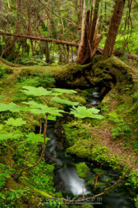 Small stream flowing under a nurse log. Along the Herring Cove Trail in the Tongass National Forest. Sitka, AK.