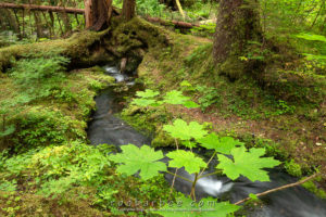 Small stream flowing under a nurse log. Along the Herring Cove Trail in the Tongass National Forest. Sitka, AK.