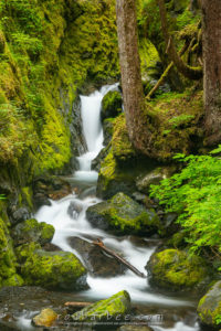 Stream along Herring Cove Trail, Sitka, AK.