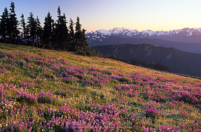 Hurricane Ridge