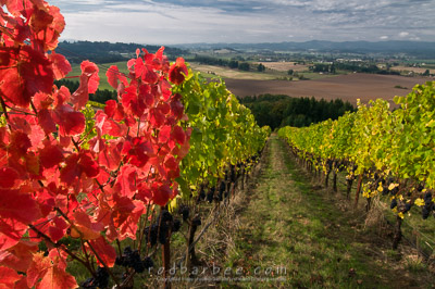 Willakenzie Estate