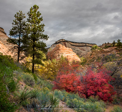 Zion National Park