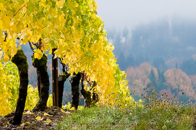 Grape vines in the fall