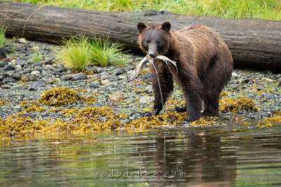 Coastal Brown bear with salmon