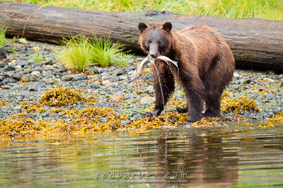 Coastal Brown bear with salmon